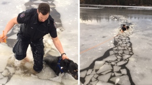 Vancouver Police Department Const. Peter Colenutt jumped into the frigid waters of Stanley Park’s Lost Lagoon to save a stranded dog. (Submitted)