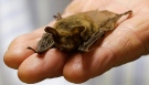 In this Feb. 8, 2017 photo, a northern long-eared bat, is held at the Cleveland Museum of Natural History, in Cleveland. (AP / Tony Dejak)