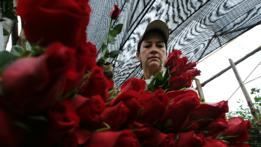 Cocaine spoils Valentine's Day flowers in Colombia