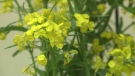 A canola plant is seen in this file photo.