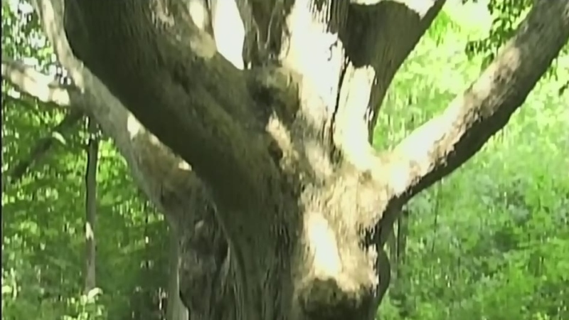 CTV News file image of an oak tree