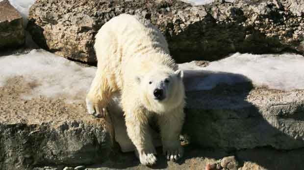 Polar bear Juno