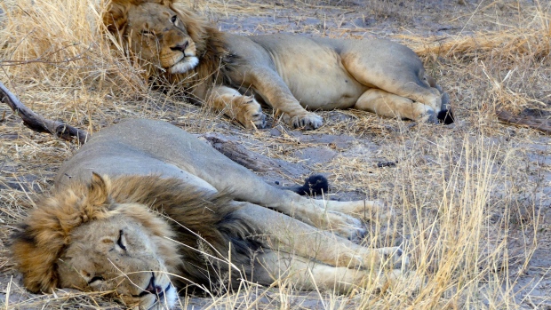 Homosexual Lions Kenya