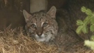 The injured bobcat is about a year old, and is currently being kept in the recovery section of the Shubenacadie Wildlife Park. 