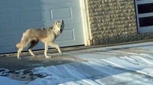 On March 3, a resident snapped a photo, which was sent to Manitoba Conservation. They confirmed that it was indeed a young wolf, which appeared to be in poor health. (Source: Twitter/@DougLunney)