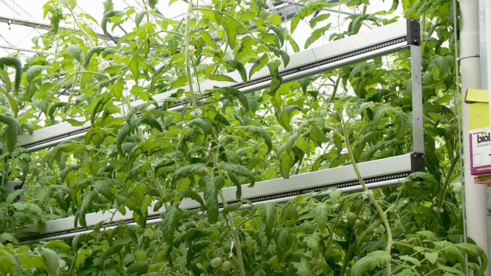Diodes are dark inside tomato greenhouse.