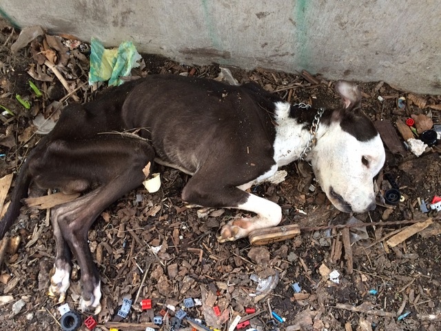 Dog found starved near abandoned building