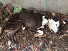 Dog found starved near abandoned building in Windsor on Wednesday, March 8, 2017. (Photo: Windsor-Essex County Humane Society)