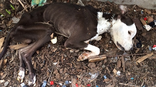 Dog found starved near abandoned building