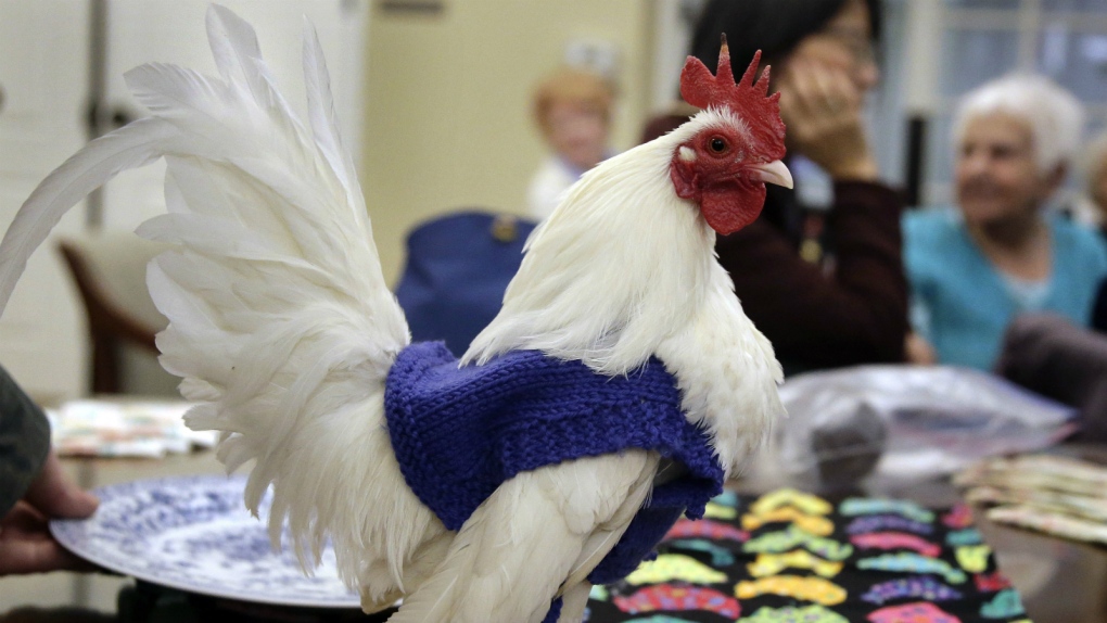 Retirees knit sweaters for chickens