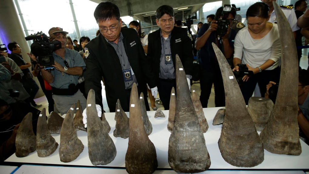 Thailand rhino horns
