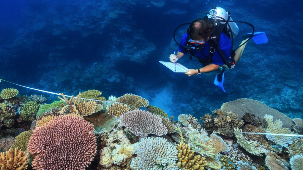Stopping climate change only way to save coral