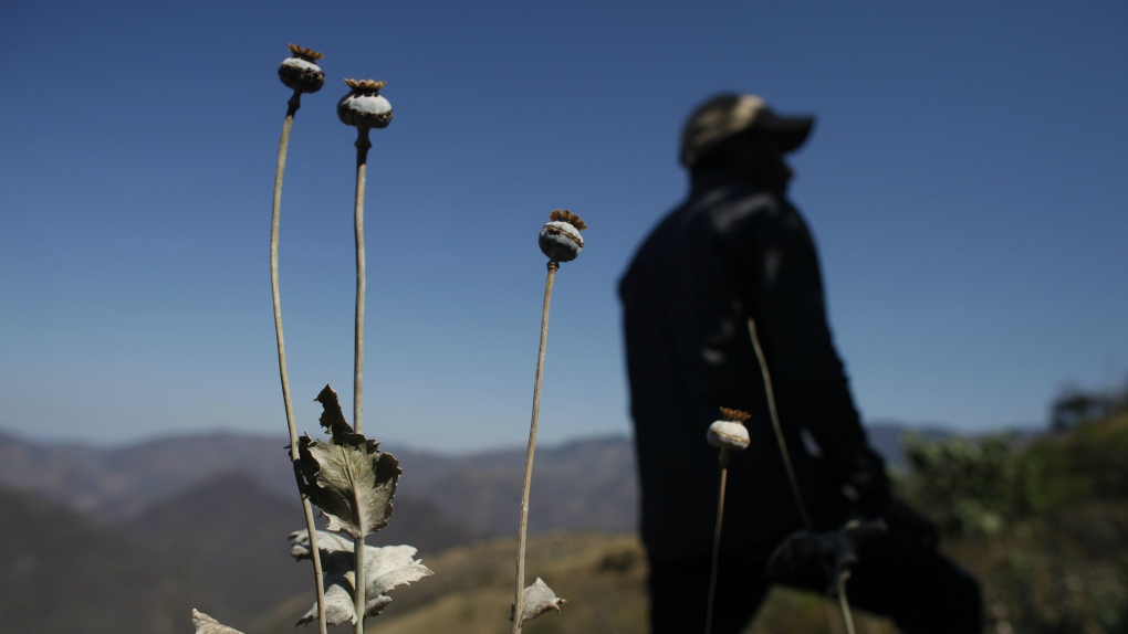 Opium poppies in Oaxava, Mexico