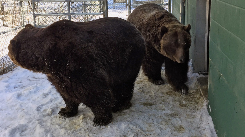 Grizzly bears Mistaya and Koda