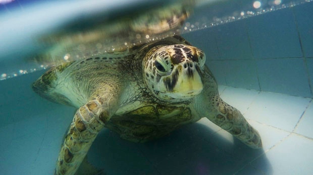 In this Friday, March 3, 2017 photo, the female green turtle nicknamed "Bank" swims in a pool at Sea Turtle Conservation Center n Chonburi Province, Thailand. (AP Photo/Sakchai Lalit)