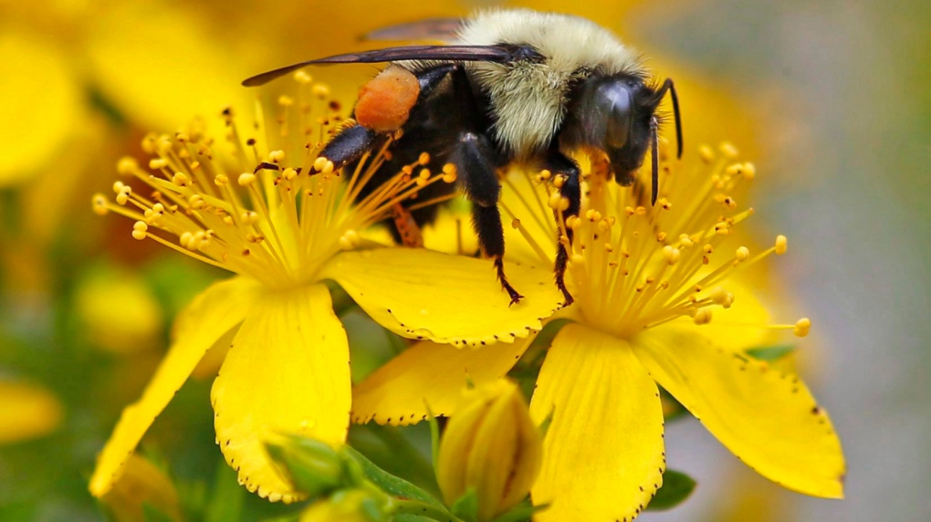 bumblebee endangered