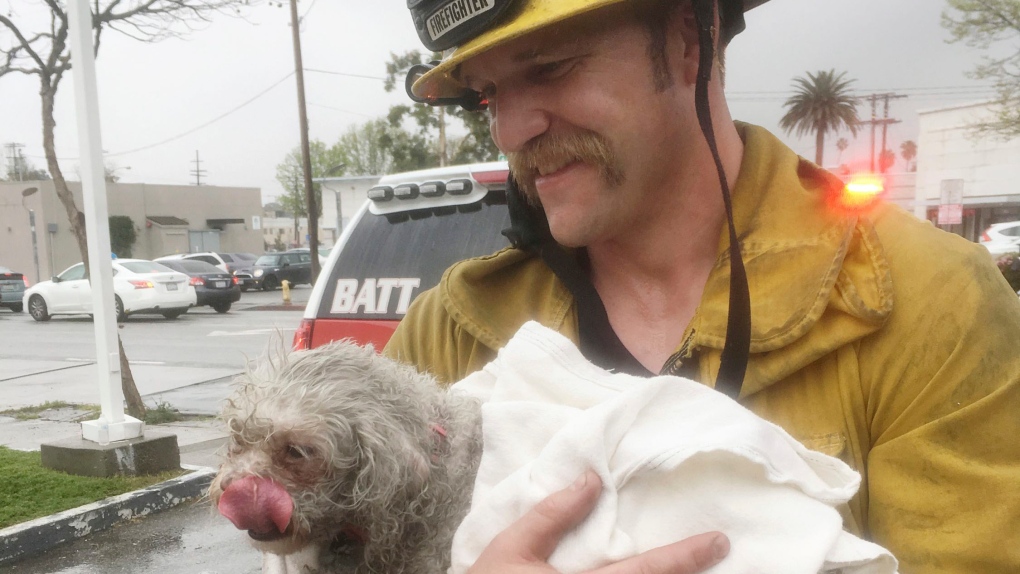 Fire dog rescue