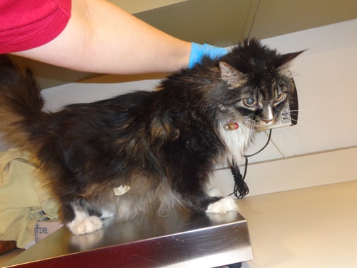 Tabby cat euthanized 