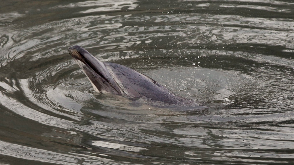 Dolphin in the Gowanus Canal, Brooklyn, NYC