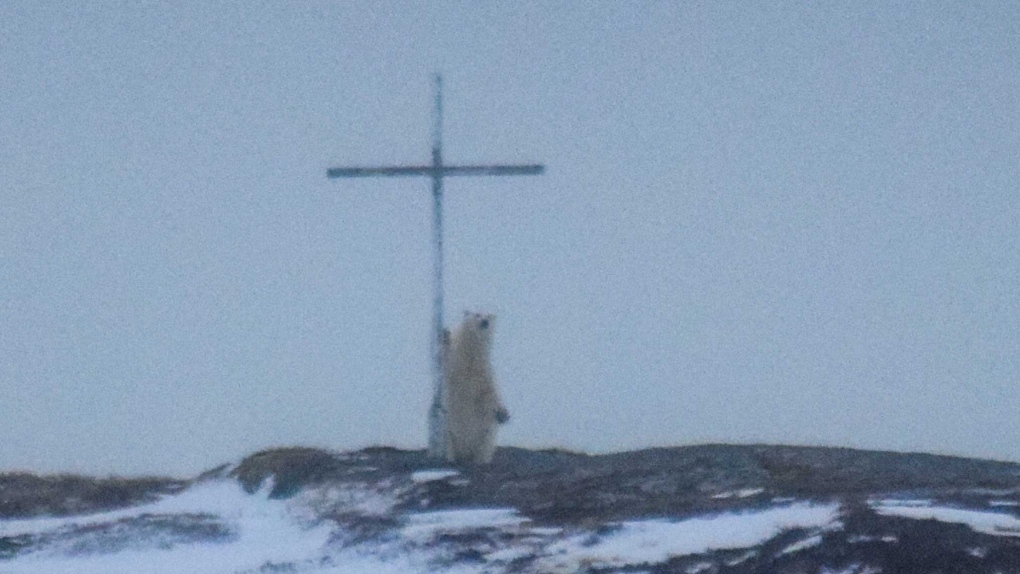 A polar bear stands at a cross