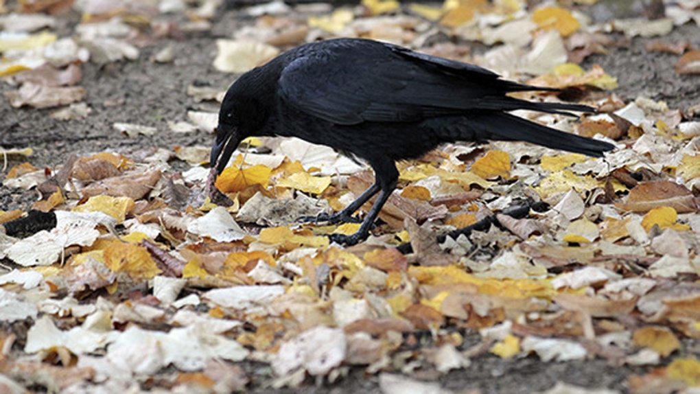 Crows have big brains relative to their size