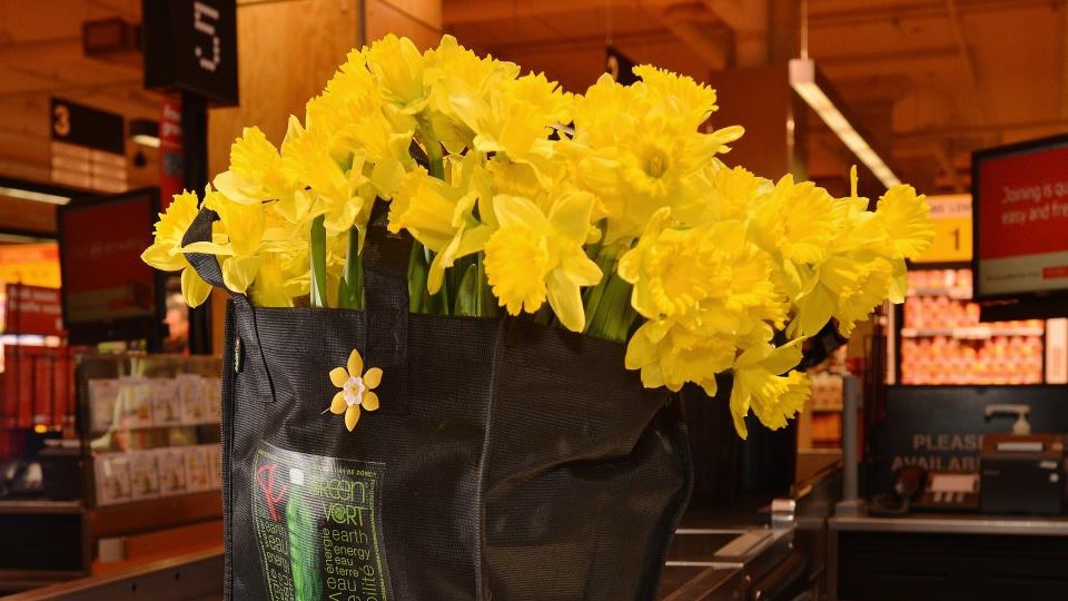 Daffodil Month CCS