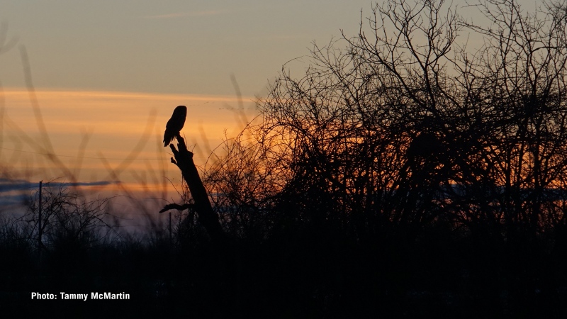 Great Grey owl enjoying the sunset. (Tammy McMartin/CTV Viewer)