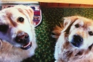 Lori McCall says she lost two Golden Retrievers to antifreeze poisoning. (Courtesy GoFundMe)