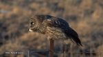 Great grey owl peering into the distance while perched on a fence. (Paolo De marchi/CTV Viewer)