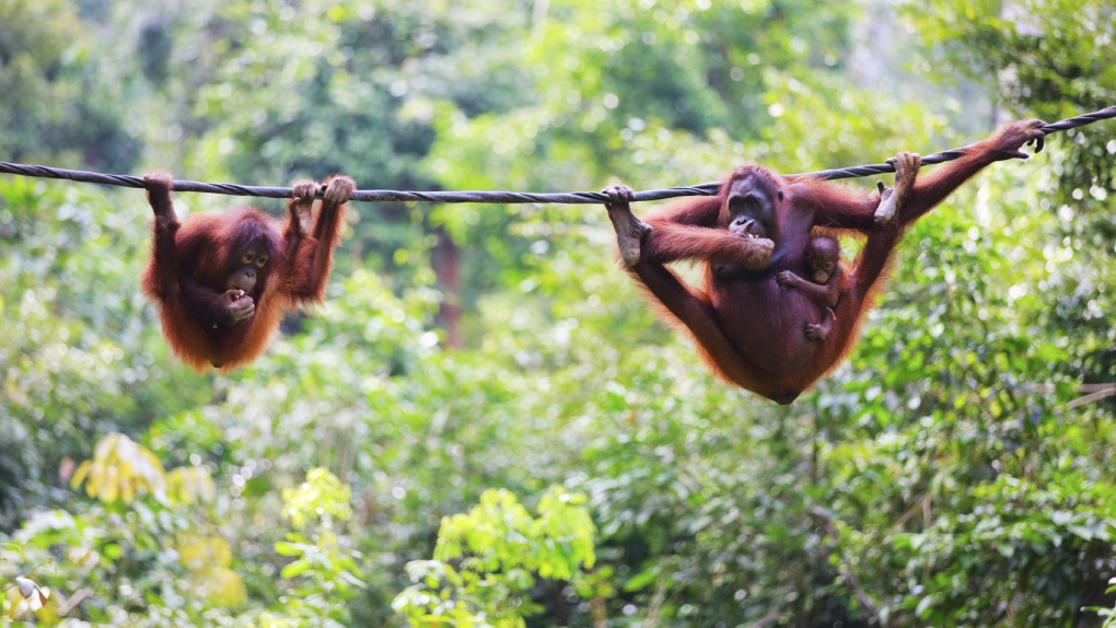 Orangutans 