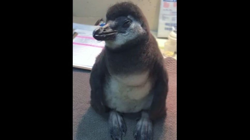 A penguin chick at the Toronto Zoo