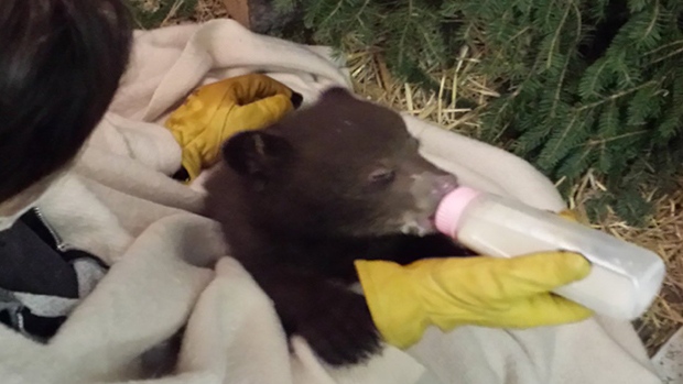 Three bear cubs found abandoned in a washroom in Banff made their way to Rosseau, Ont for rehabilitation at the Aspen Valley Wildlife Sanctuary, on April 16, 2017 (CTV Barrie Brandon Rowe)