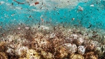 Research has revealed that some seas in the Arctic region are heavily polluted with plastic because of an Atlantic ocean current which dumps debris there. (EXTREME-PHOTOGRAPHER / Istock.com)