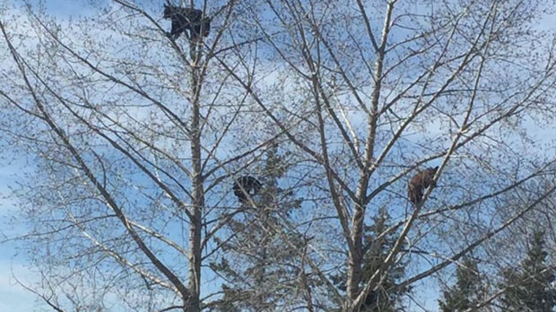 Bears spotted up a tree at Clear Lake Golf Course