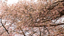 Cherry blossom trees Vancouver