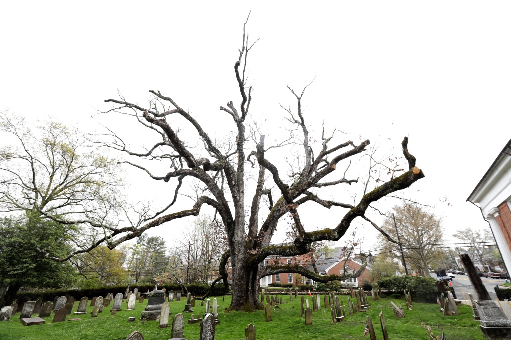 600-year-old white oak tree