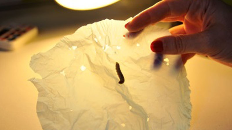 Wax worm has an appetite for plastic, researchers discover