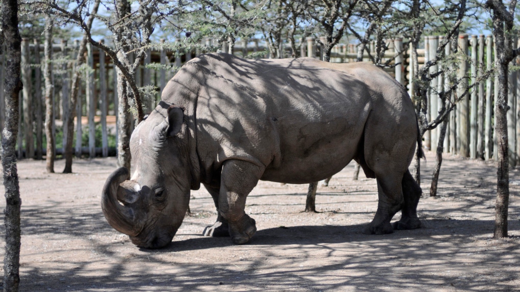 Sudan Rhino