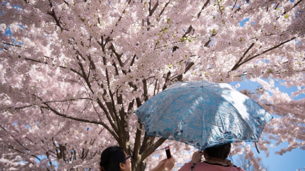 Two women take photos of cherry blossoms at Toronto's High Park Sunday, May 5, 2013. THE CANADIAN PRESS/Graeme Roy