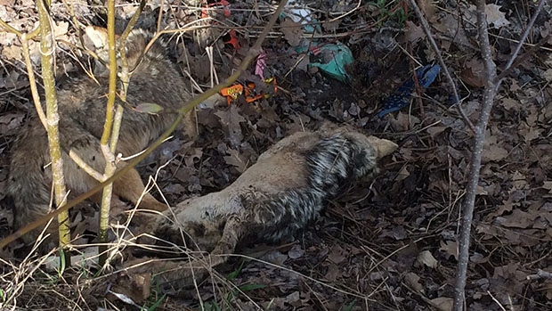 Four dead coyotes were found in a ditch in Springwater Township, Ont. on Monday, April 24, 2017. (Rob Cooper/ CTV Barrie)