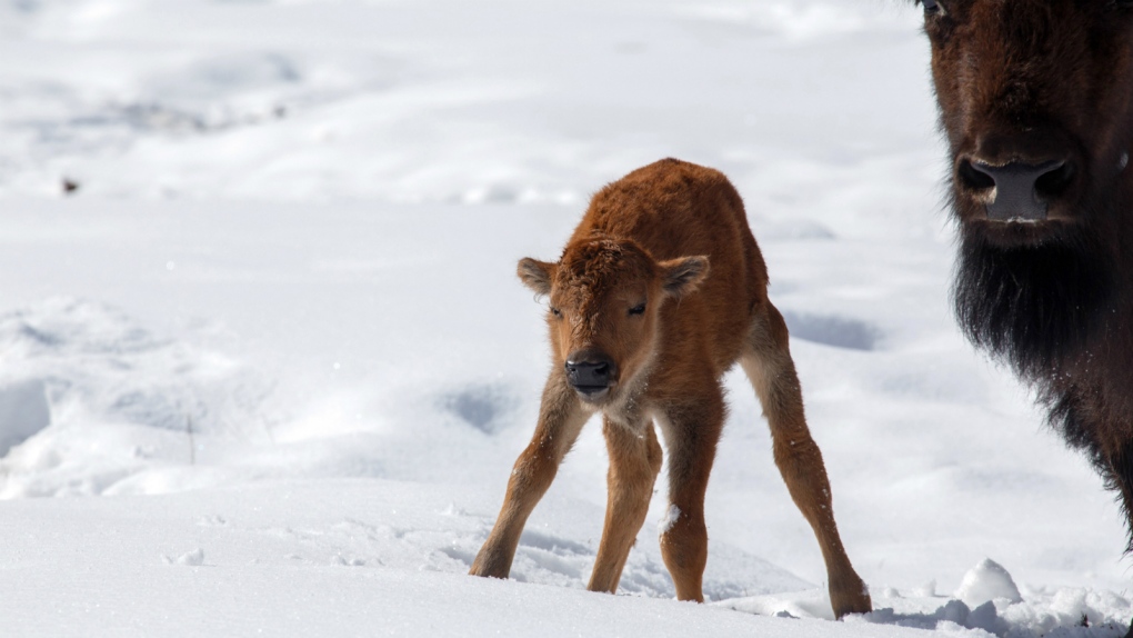 Bison calves born in Banff backcountry