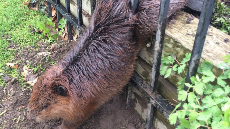 A beaver is trapped in a wrought iron fence in a handout photo provided by the City of Hamilton. The beaver was freed by the soapy hands of a municipal employee. (City of Hamilton)