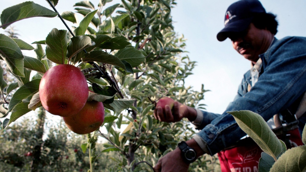 Harvesting apples in Union Gap, Wash.