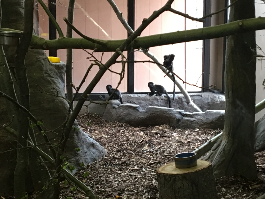 Saskatoon zoo monkeys