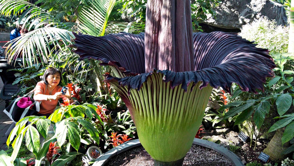 Nyoke Fong takes a picture of a corpse flower 