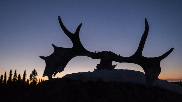 Moose antlers against the night's sky. (File)