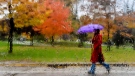 A women makes her way through the wet, rainy weather in Toronto. (Nathan Denette/The Canadian Press)