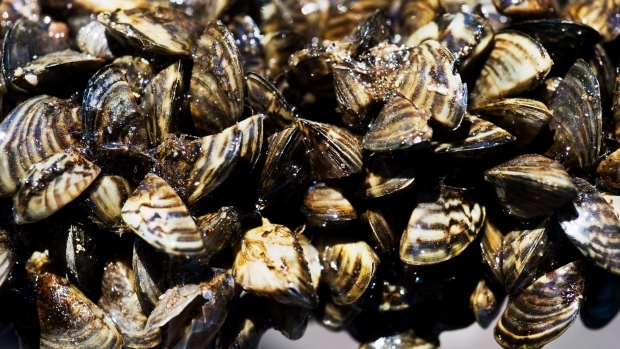 The invasive species attaches to hard surfaces like boats and docks, and can clog up pipes and hydro dams. (File Photo)