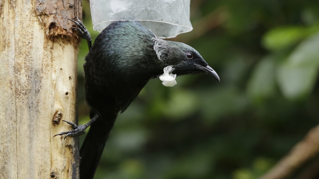New Zealand offers new plan to save birds
