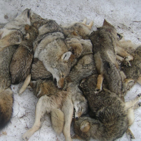 The Aylmer Bulletin obtained this photo of a pile of dead coyotes found in a ravine in Aylmer, Que. Photo courtesy: Aylmer Bulletin